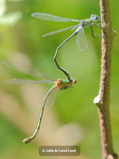 J15B0047 Lestes sponsa pair.JPG